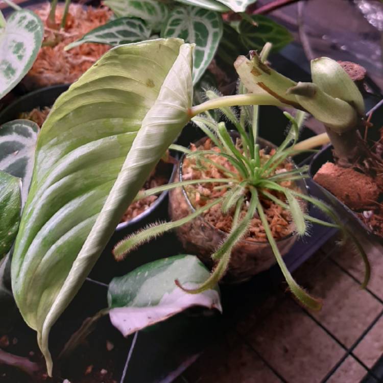plant image 1349374