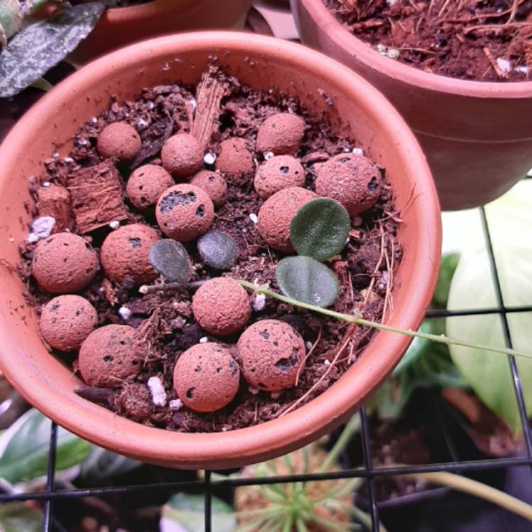 plant image 1349384 plant image 1349384