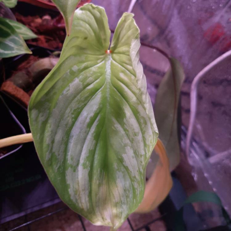 plant image 1350641