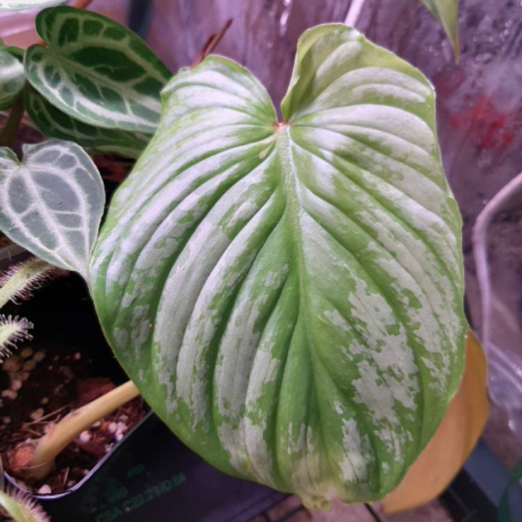 plant image 1352023