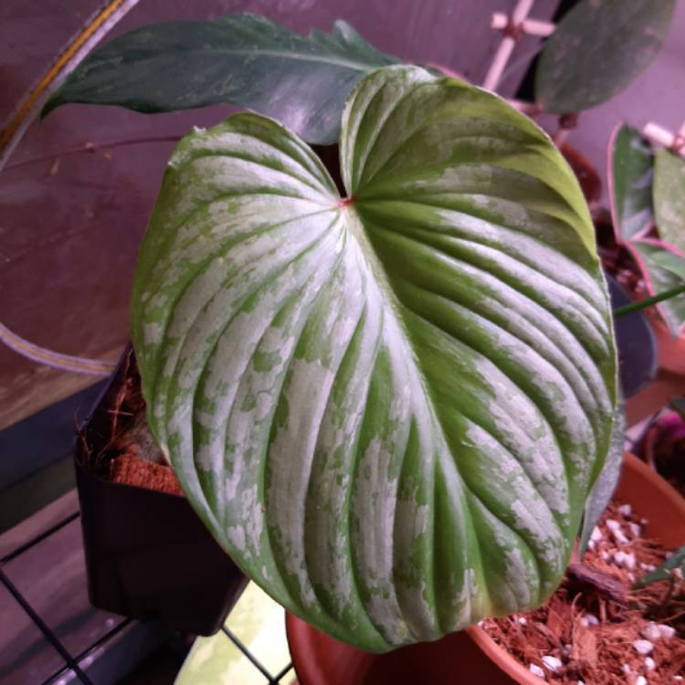 plant image 1352738