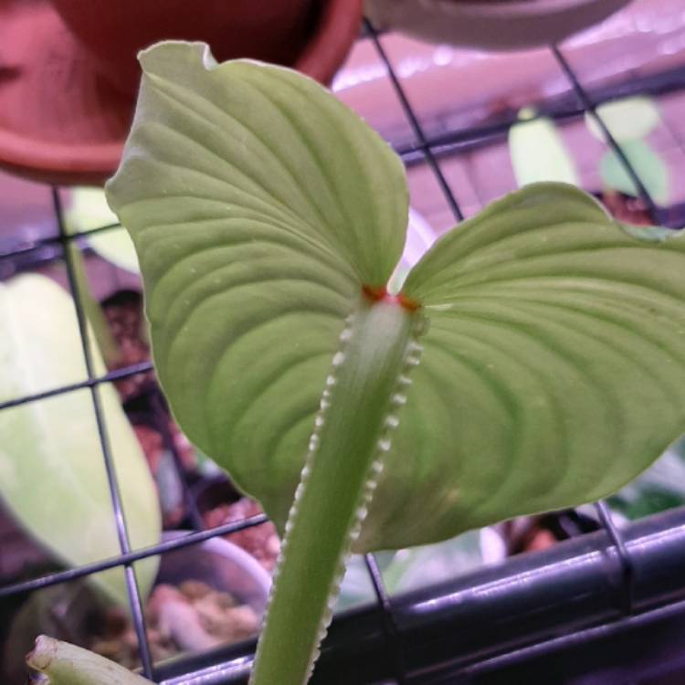 plant image 1352741