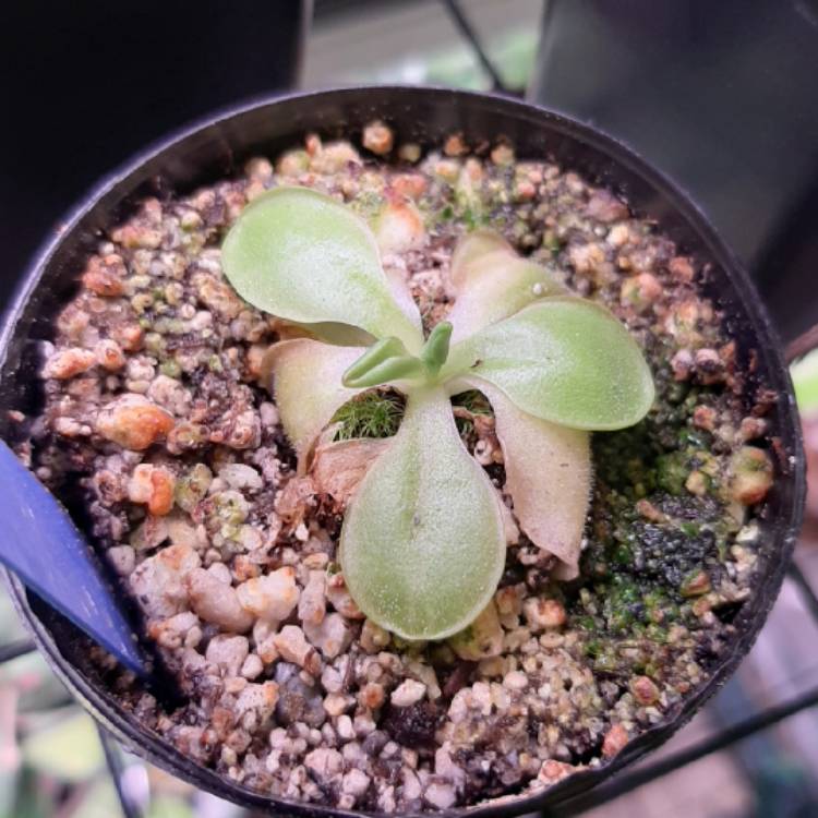 Plant image Pinguicula 'Weser'