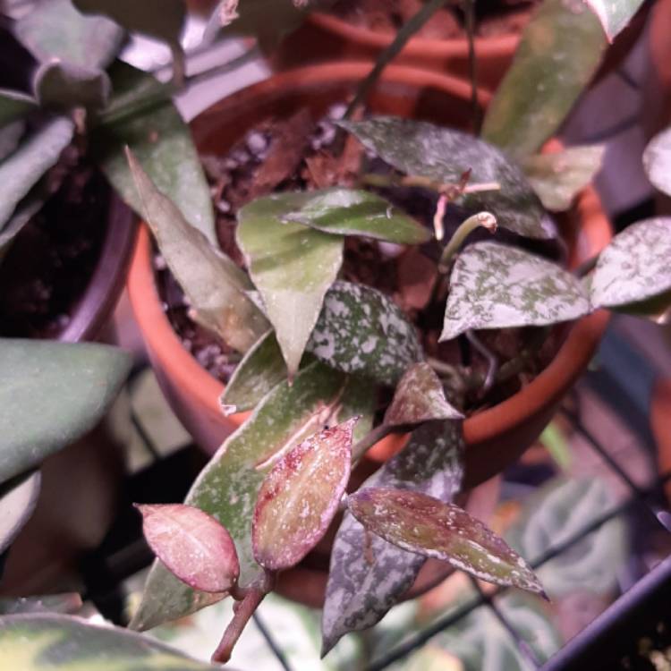 plant image 1363171 plant image 1363171