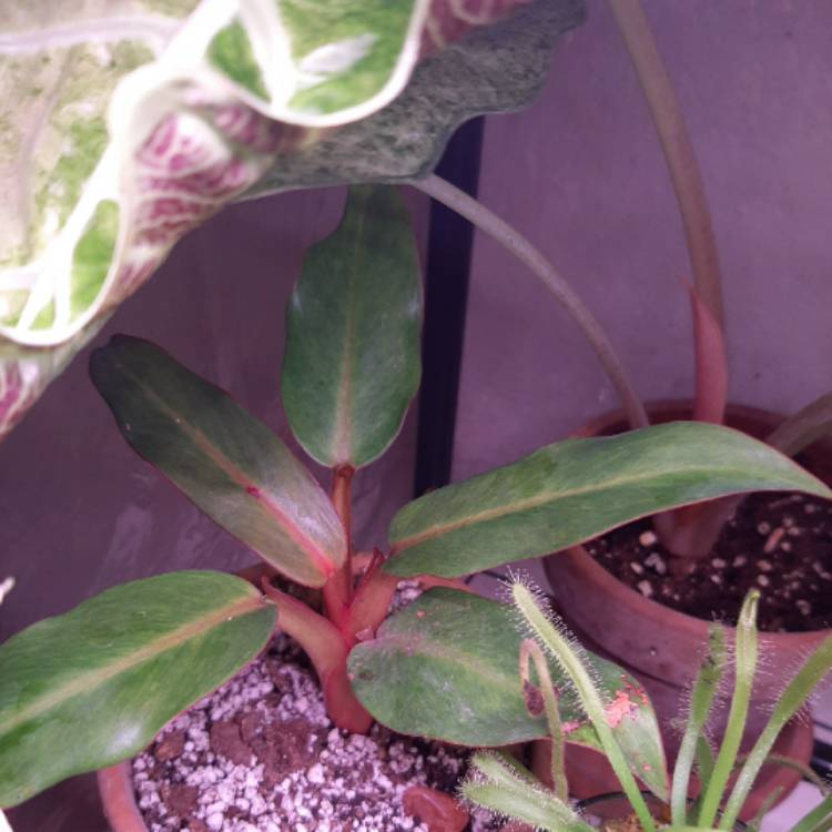 plant image 1363178 plant image 1363178