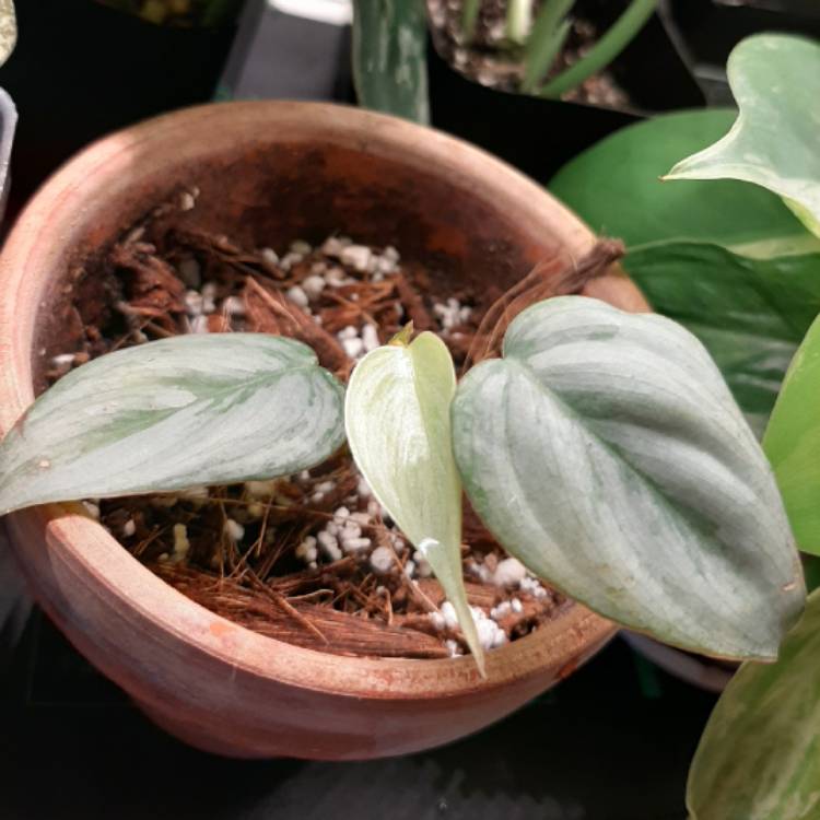 plant image 1364965 plant image 1364965