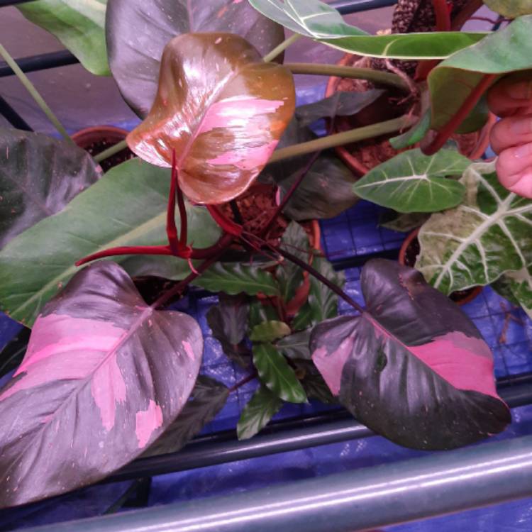 plant image 1369405 plant image 1369405