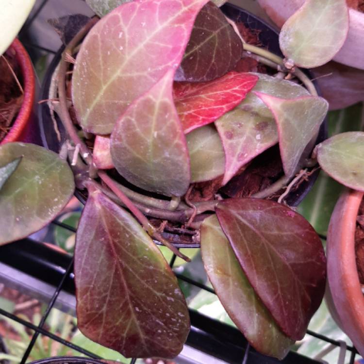 plant image 1369413 plant image 1369413