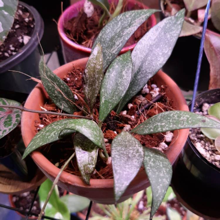 plant image 1369414