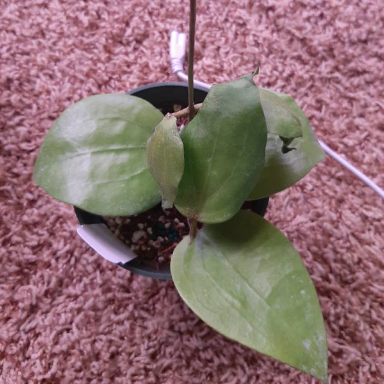 Plant image Hoya Balaensis 
