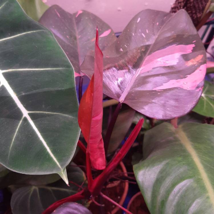 plant image 1378262 plant image 1378262