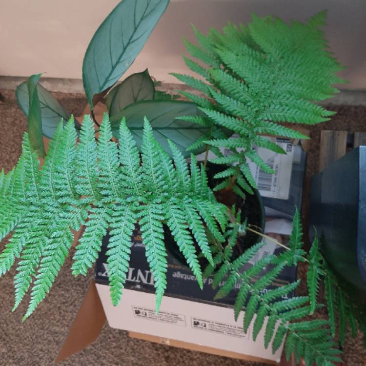 Plant image Dicksonia squarrosa