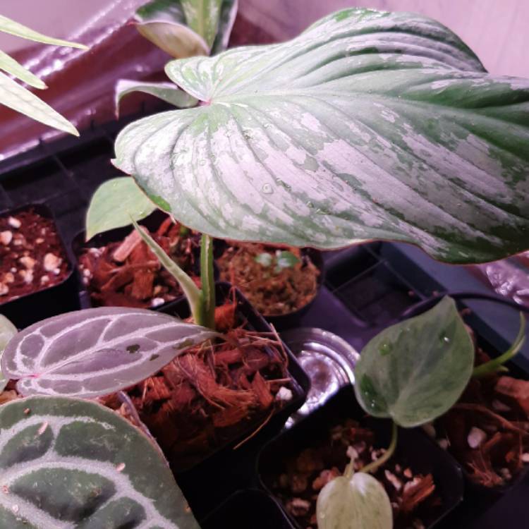 plant image 1381955