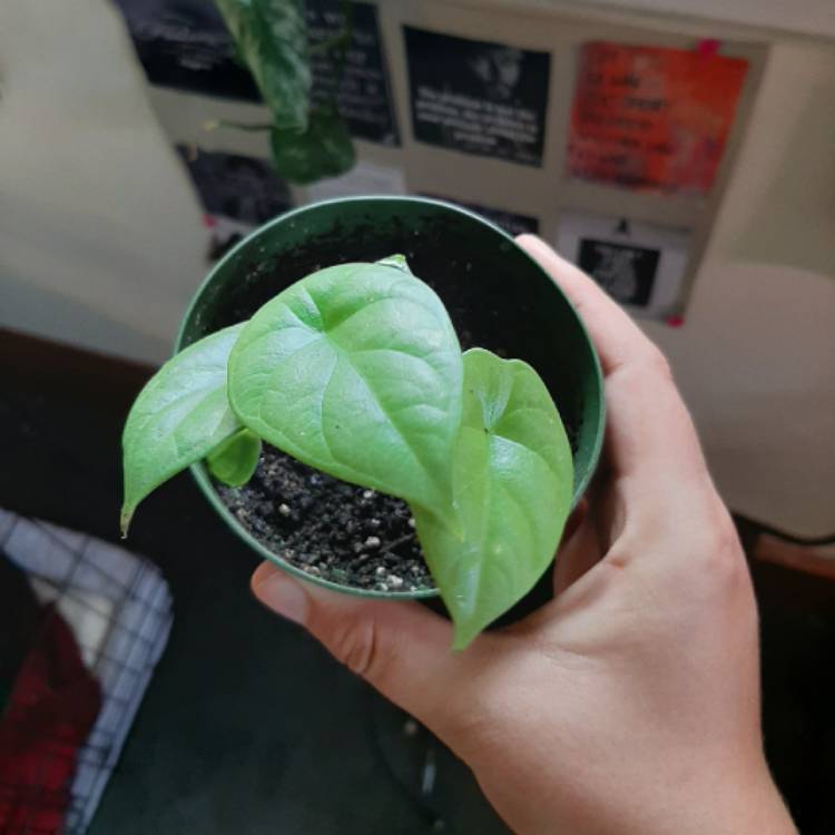 Plant image Alocasia baginda 'Dragon Scale'