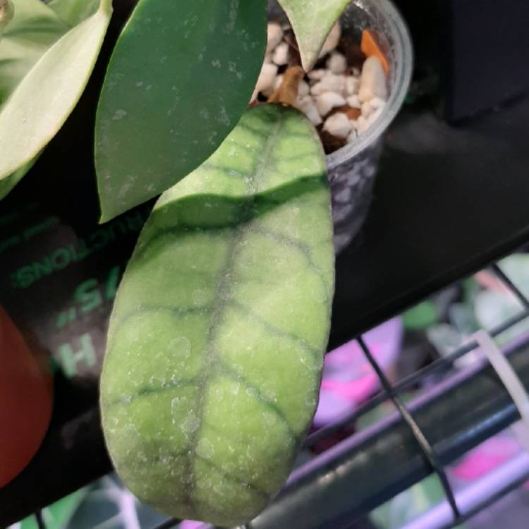 Plant image Hoya callistophylla