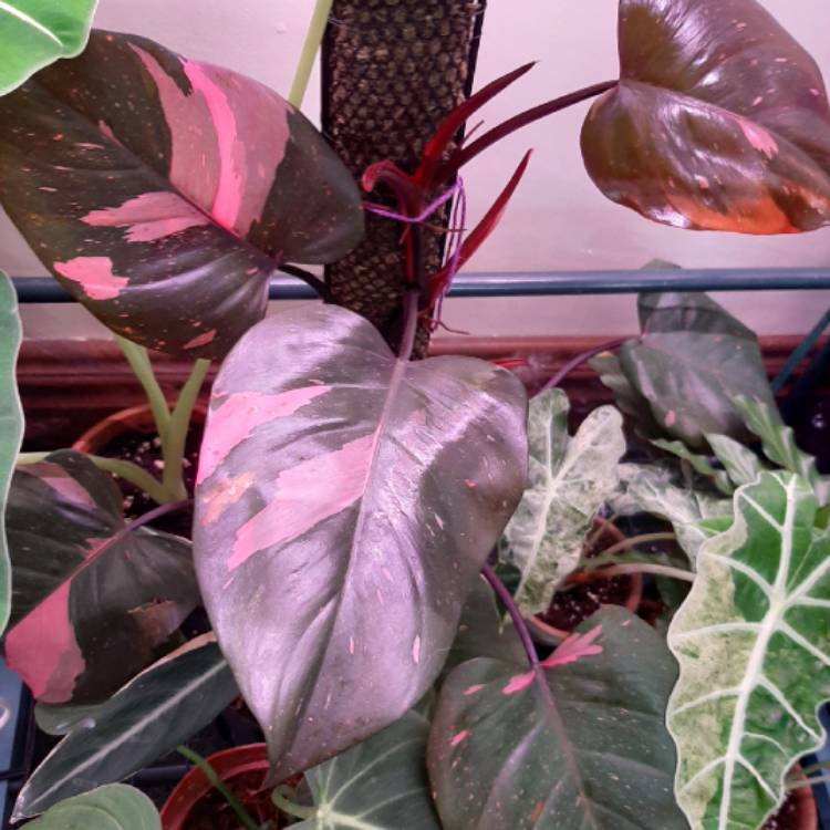 plant image 1385581 plant image 1385581