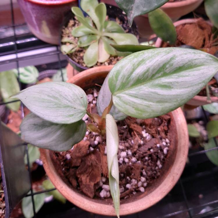 plant image 1385582 plant image 1385582