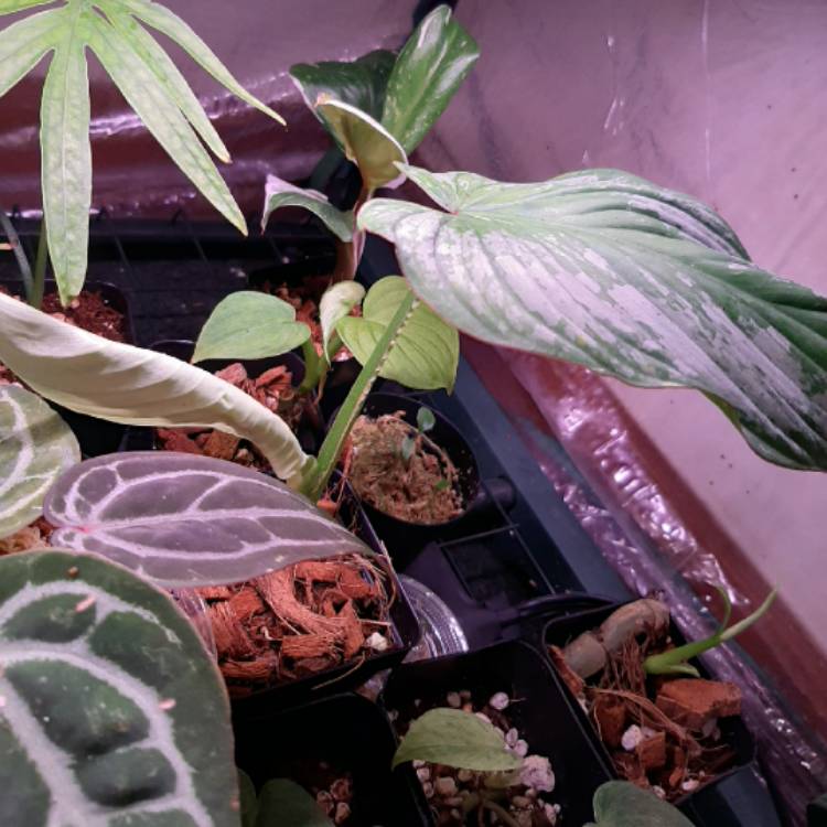 plant image 1385593