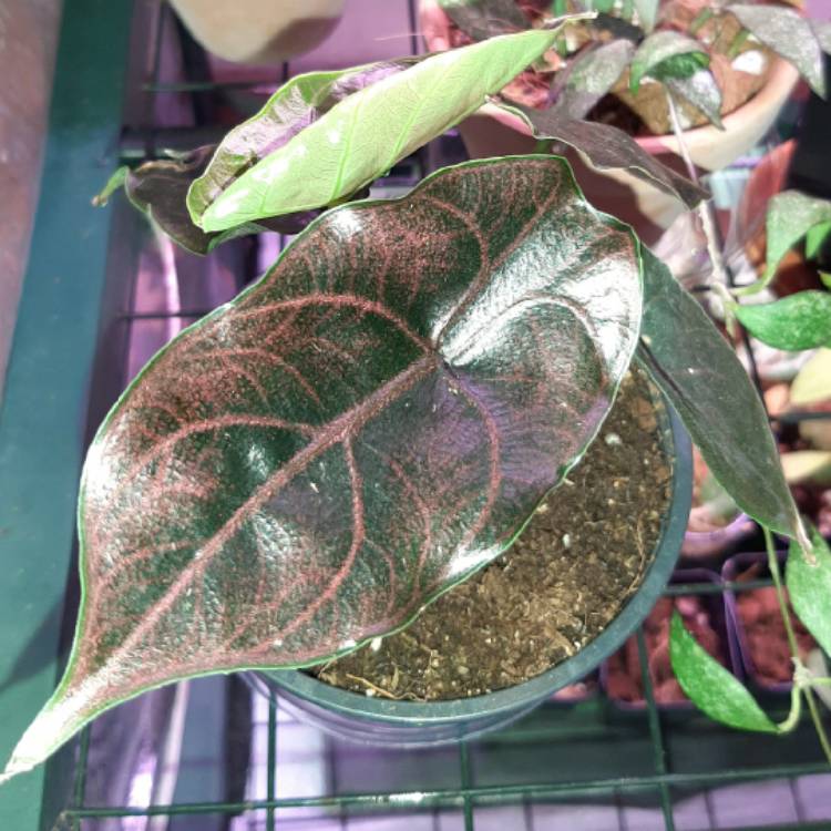 Plant image Alocasia Azlanii