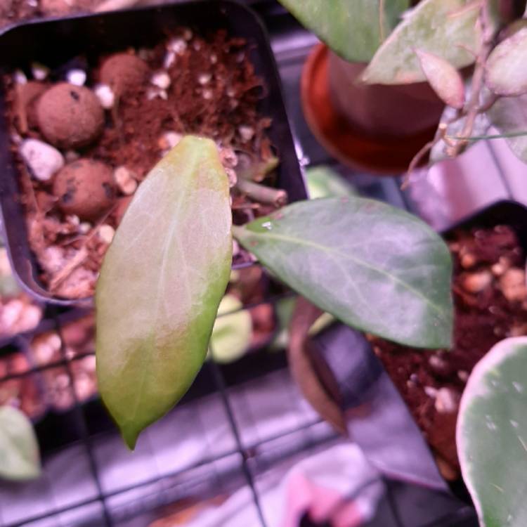 Plant image Hoya obscura