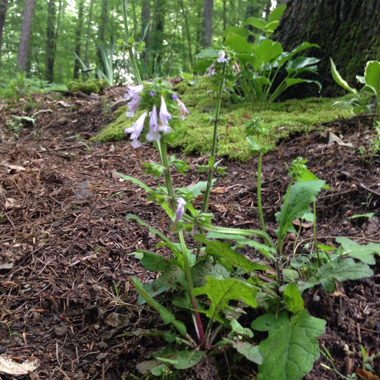 Plant image Salvia Lyrata