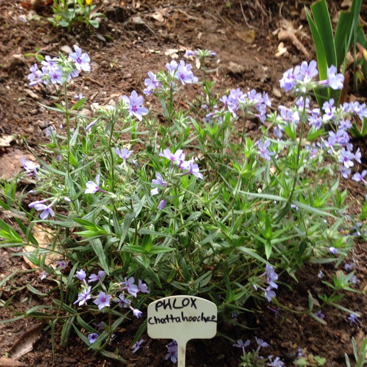 Plant image Phlox divaricata subsp. laphamii 'Chattahoochee'