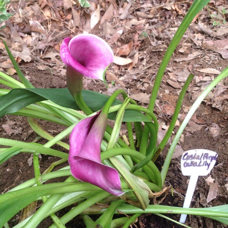 Plant image Zantedeschia 'Coastal Purple'