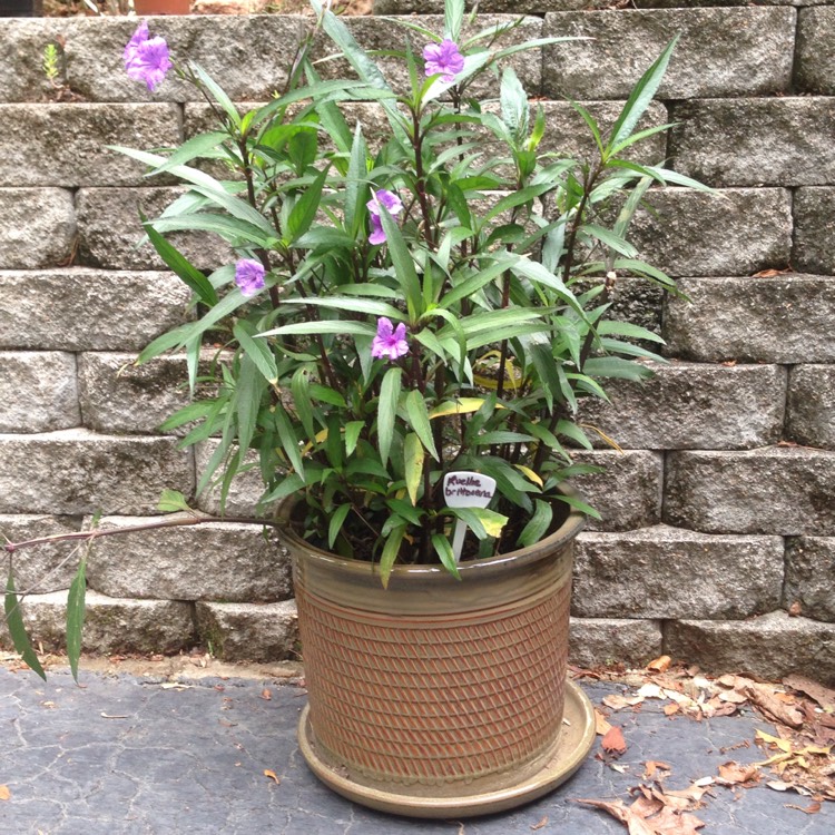 Plant image Ruellia brittoniana 'Purple Showers'