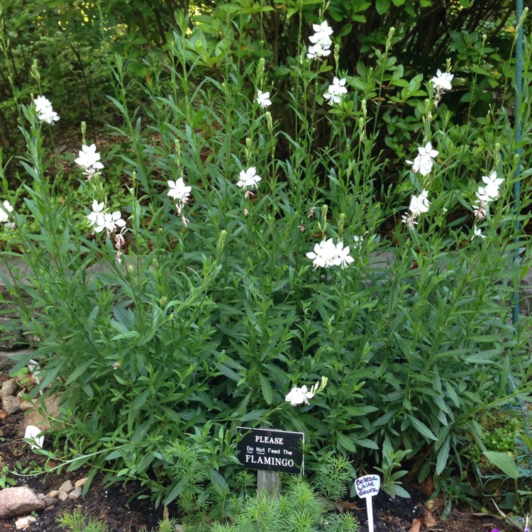 Plant image Oenothera lindheimeri 'Kleau04264' (Belleza Series) syn. Oenothera lindheimeri 'Belleza White', Gaura lindheimeri 'Belleza White'