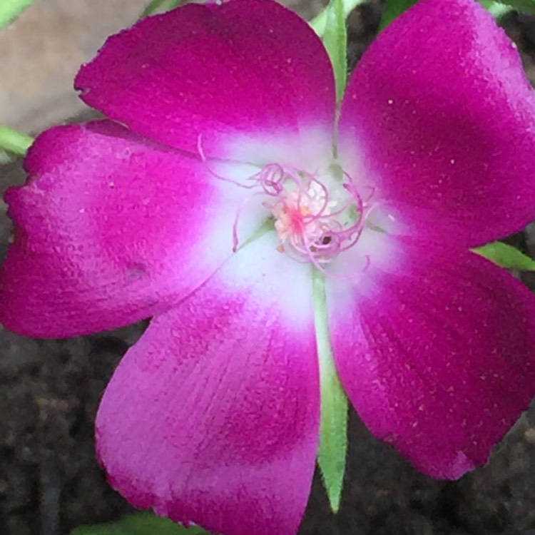 Plant image Callirhoe Involucrara