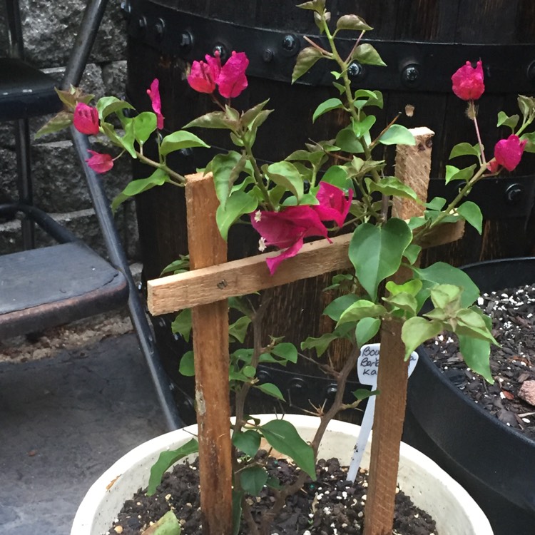 Plant image Bougainvillea x buttiana 'Barbara Karst'