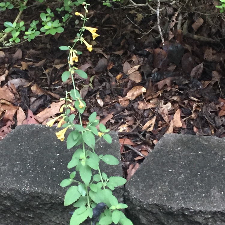 Plant image Agastache 'Arizona Sun'