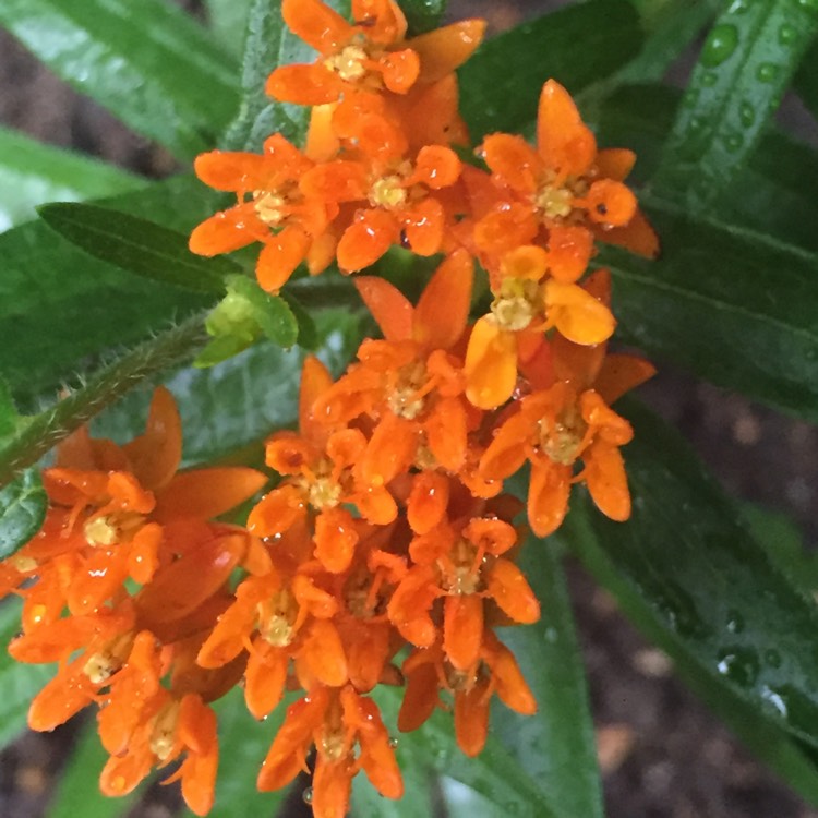 Plant image Asclepias tuberosa