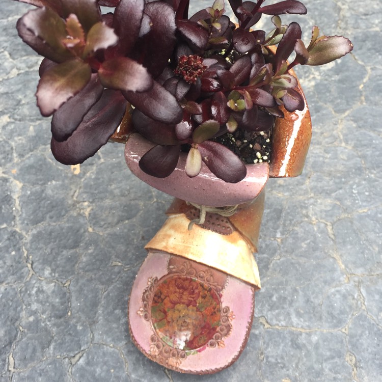 Plant image Sedum 'Touchdown Teak'