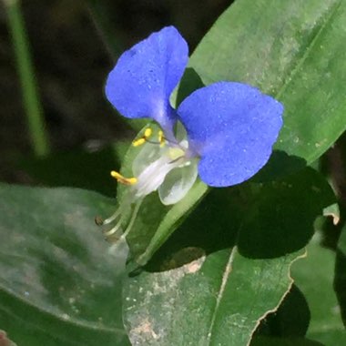 Tradescantia 'Outdoor plants'