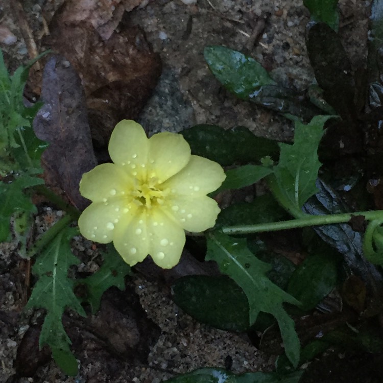 plant image 502704