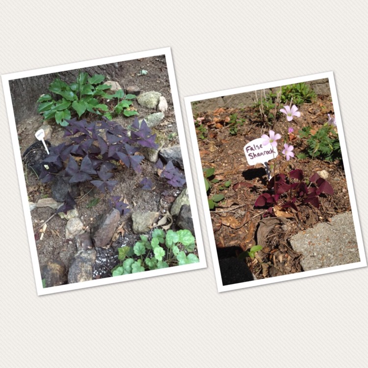 Plant image Oxalis 'Black Velvet'