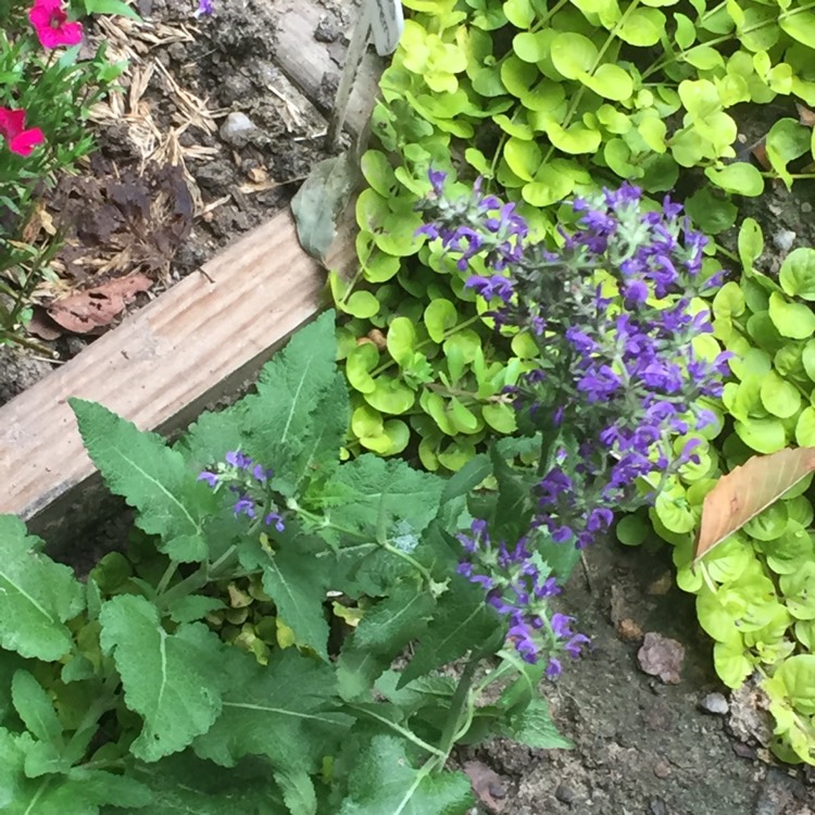 plant image 507099