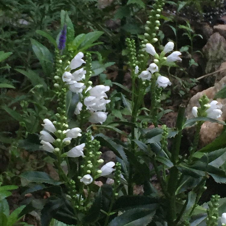Plant image Physostegia virginiana 'Crystal Peak White'