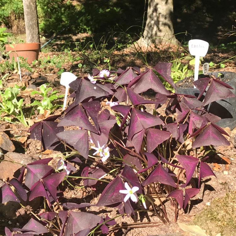 Plant image Oxalis 'Black Velvet'