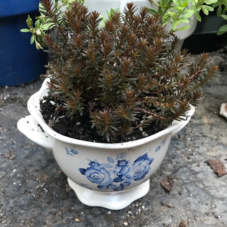 Plant image Sedum hakonense 'Chocolate Ball'