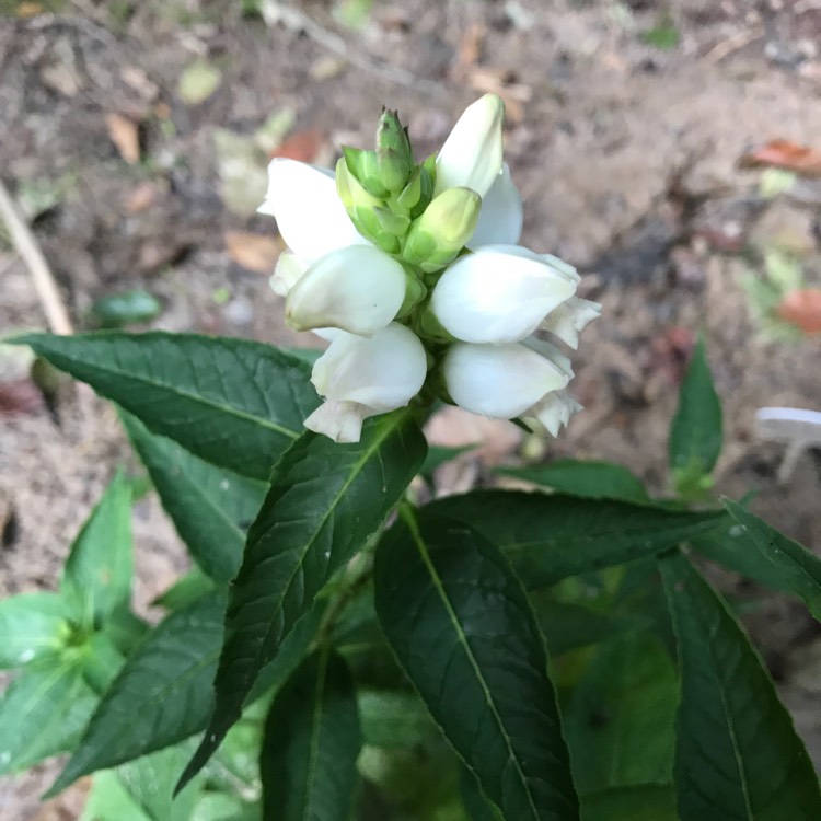 Plant image Chelone glabra
