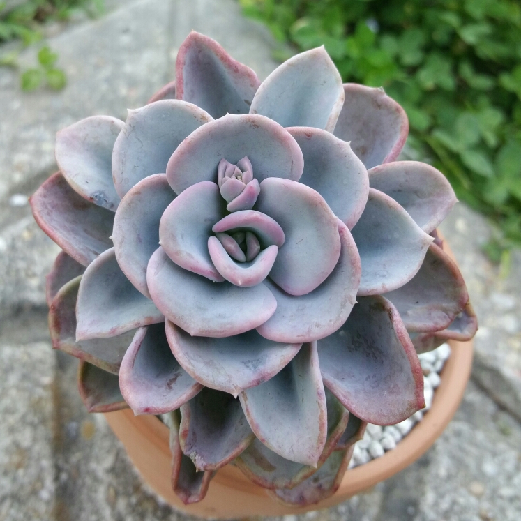 plant image 1011335 plant image 1011335