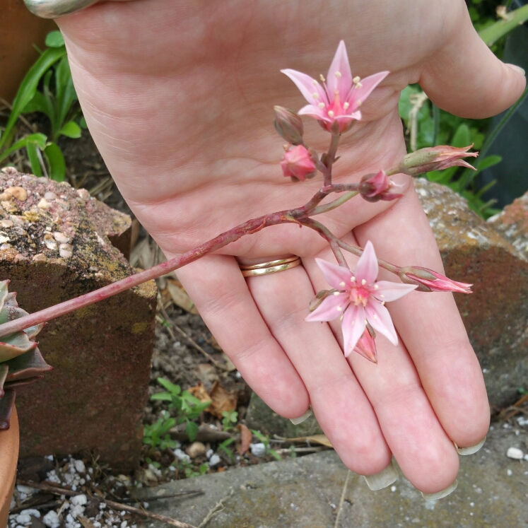 Plant image x Tacisedum Barton Pink