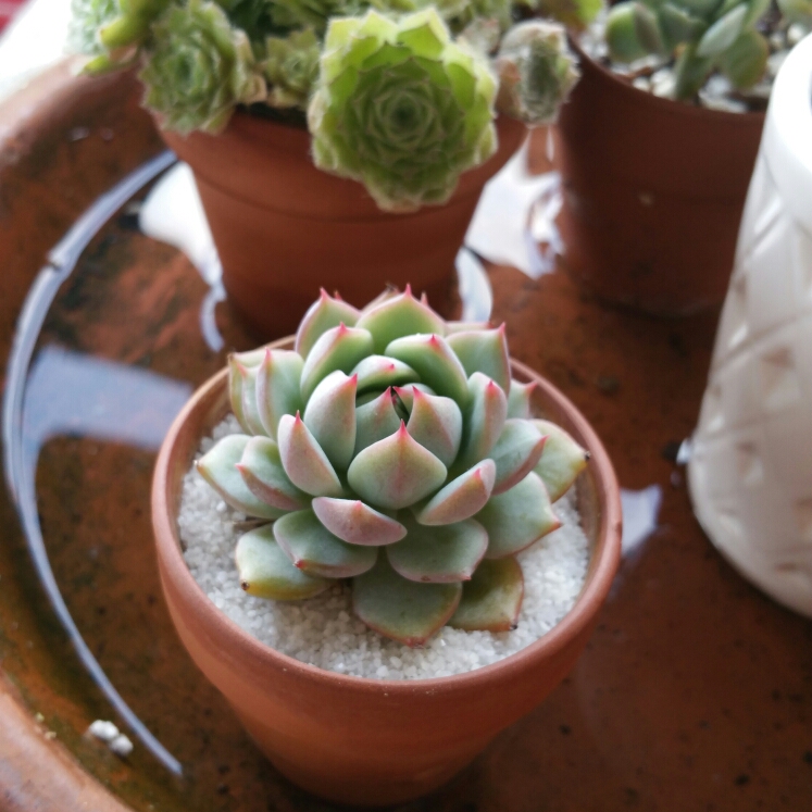 plant image 1014555 plant image 1014555