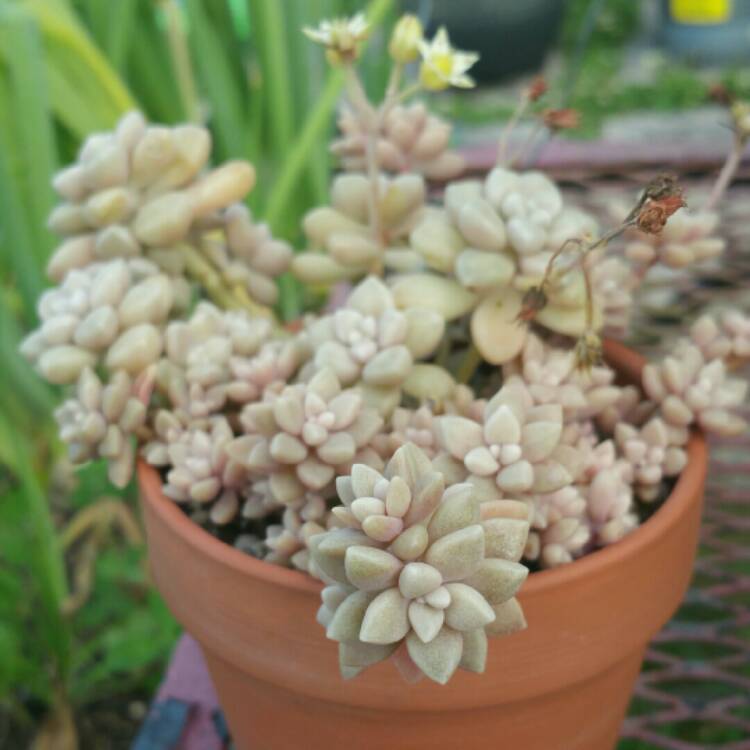 plant image 1015849 plant image 1015849