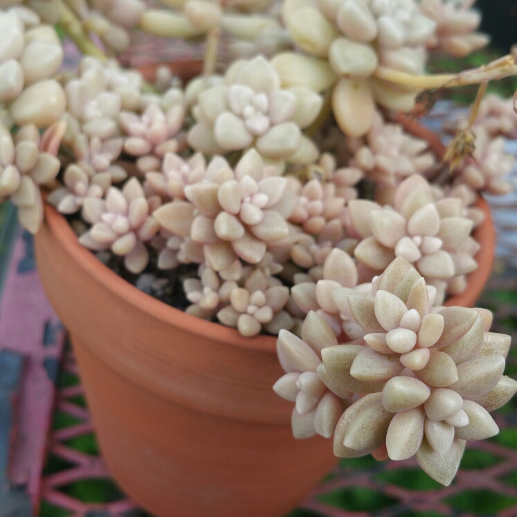 plant image 1015850 plant image 1015850