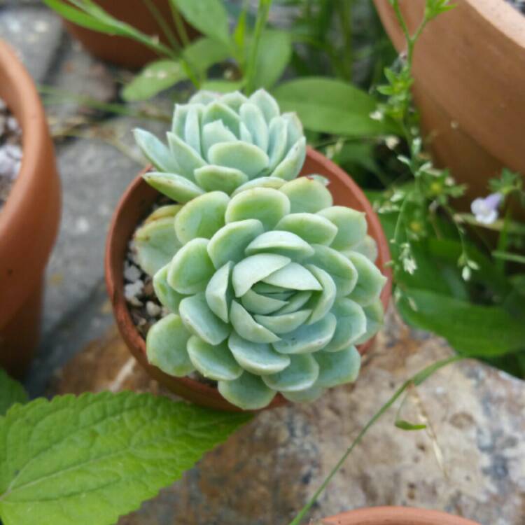 Plant image Echeveria Elegans Hybrid