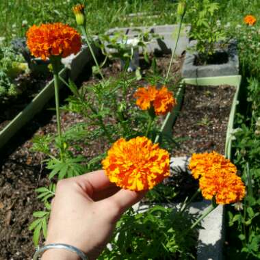 Tagetes erecta
