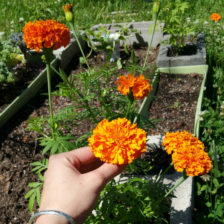 plant image 1021154